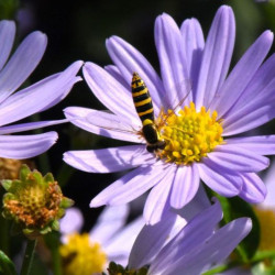 Kalimeris (Kalimeris incisa) 'Blue Star'