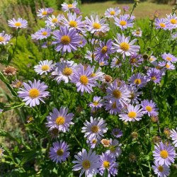 Kalimeris (Kalimeris incisa) 'Blue Star'