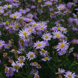 Kalimeris (Kalimeris incisa) 'Blue Star'