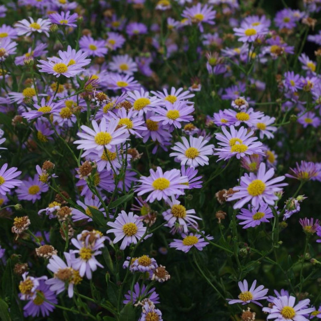 Kalimeris (Kalimeris incisa) 'Blue Star'