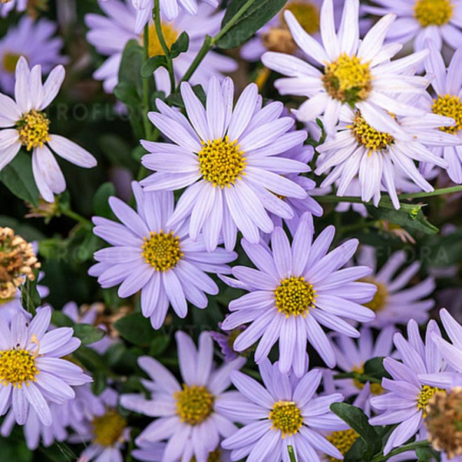 Kalimeris (Kalimeris incisa) 'Blue Star'