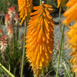 Knipofija hibridinė (Kniphofia hybrida) 'Mango Popsicle'