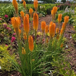 Knipofija hibridinė (Kniphofia hybrida) 'Mango Popsicle'