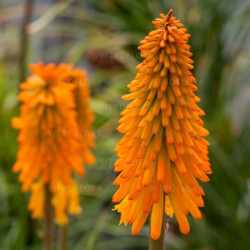 Knipofija hibridinė (Kniphofia hybrida) 'Mango Popsicle'