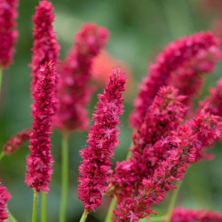 Rūgtis (Persicaria) 'Fat Domino'