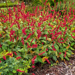Rūgtis (Persicaria) 'Fat Domino'