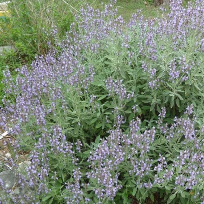 Šalavijas gojinis (Salvia nemorosa) 'Pink Rianne'