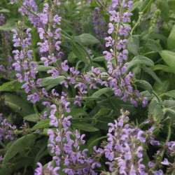 Šalavijas gojinis (Salvia nemorosa) 'Pink Rianne'