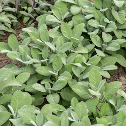 Šalavijas gojinis (Salvia nemorosa) 'Pink Rianne'