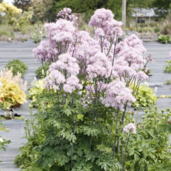 Vingiris sinavadlapis (Thalictrum aquilegifolium) 'Nimbus Pink'