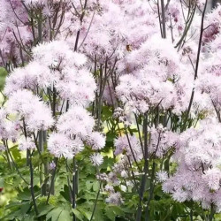 Vingiris sinavadlapis (Thalictrum aquilegifolium) 'Nimbus Pink'