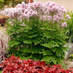 Vingiris sinavadlapis (Thalictrum aquilegifolium) 'Nimbus Pink'