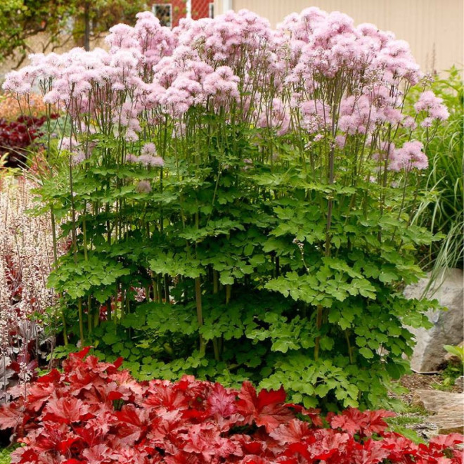 Vingiris sinavadlapis (Thalictrum aquilegifolium) 'Nimbus Pink'