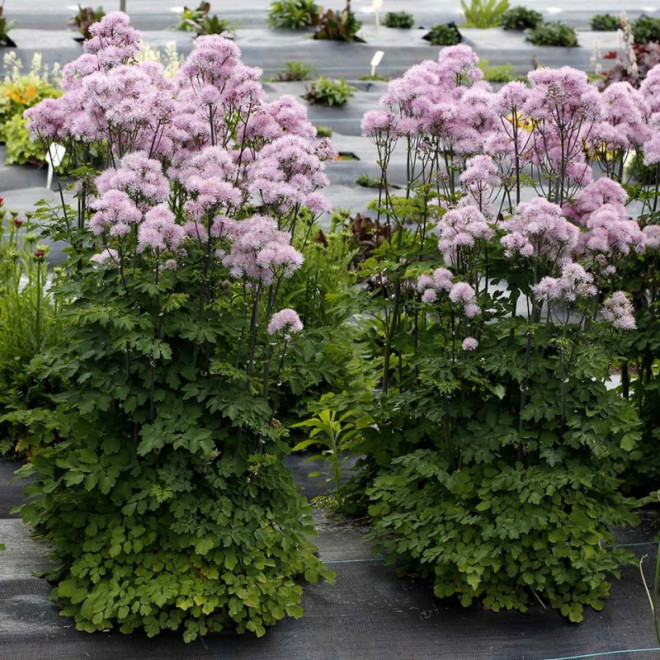 Vingiris sinavadlapis (Thalictrum aquilegifolium) 'Nimbus Pink'