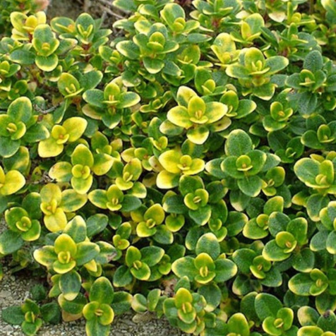 Čiobrelis  (Thymus) 'Doone Valley'