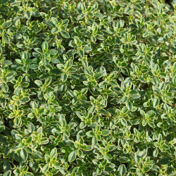Čiobrelis  (Thymus) 'Doone Valley'