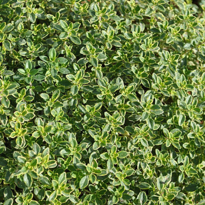 Čiobrelis  (Thymus) 'Doone Valley'