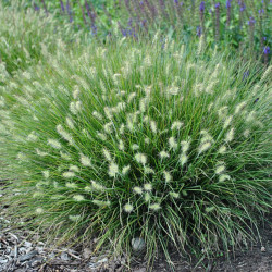 Soruolė (Pennisetum alopecuroides) 'Little Bunny'