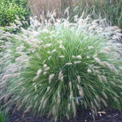 Soruolė (Pennisetum alopecuroides) 'Little Bunny'