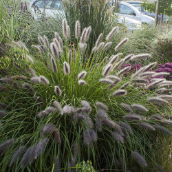 Soruolė (Pennisetum alopecuroides) 'National Arboretum'