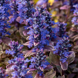 Vaisgina šliaužiančioji (Ajuga repens) 'Burgundy Glow'
