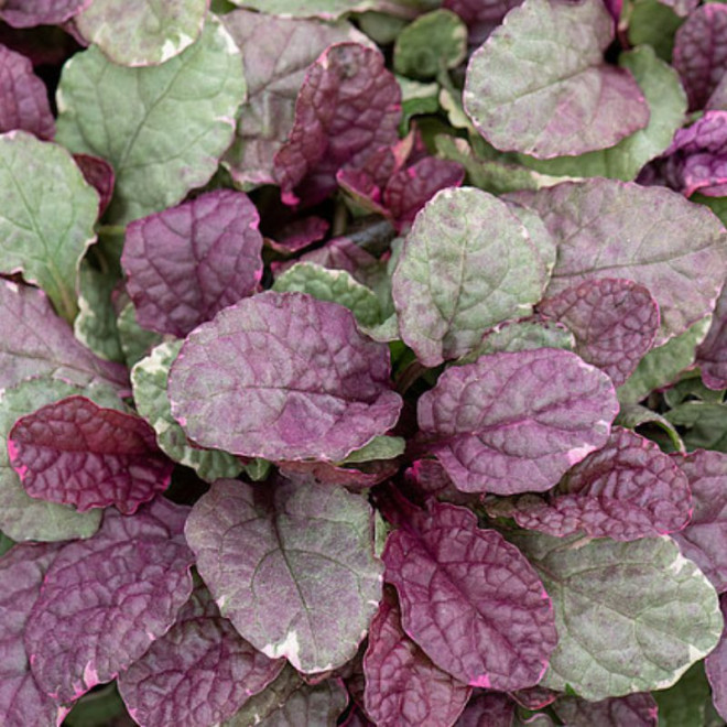 Vaisgina šliaužiančioji (Ajuga repens) 'Burgundy Glow'