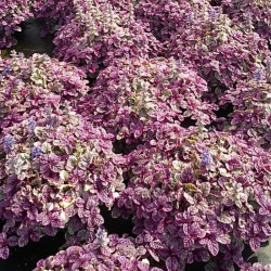 Vaisgina šliaužiančioji (Ajuga repens) 'Burgundy Glow'