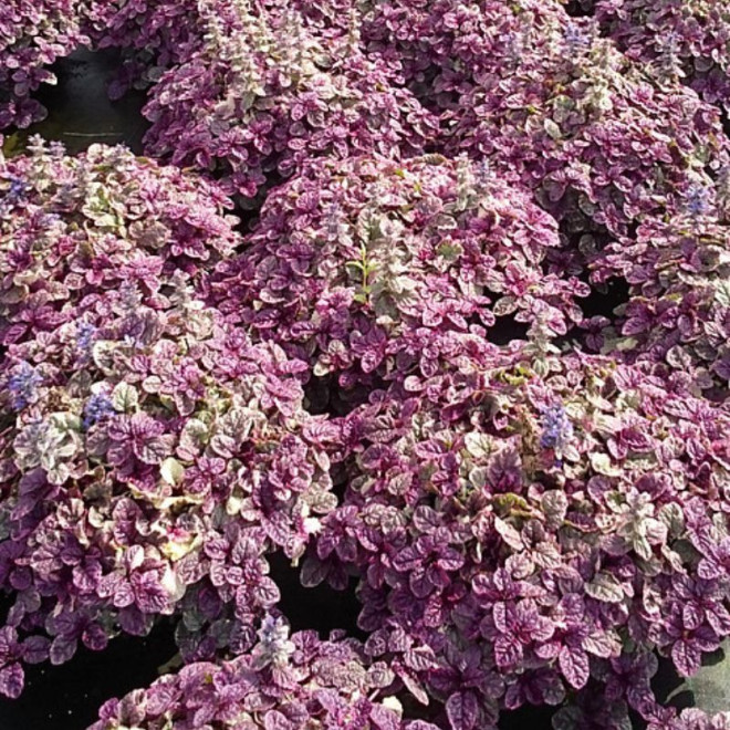 Vaisgina šliaužiančioji (Ajuga repens) 'Burgundy Glow'