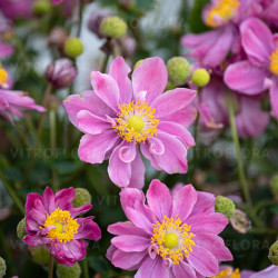 Plukė hibridinė (Anemone x hybrida) 'Little Breeze Sweet'