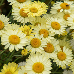 Bobramunis (Anthemis hybrida) 'E.C. Buxton'