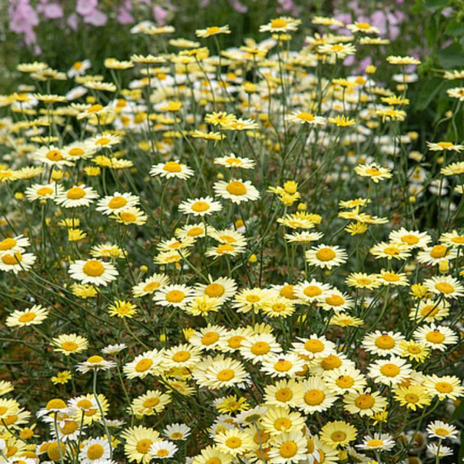Bobramunis (Anthemis hybrida) 'E.C. Buxton'