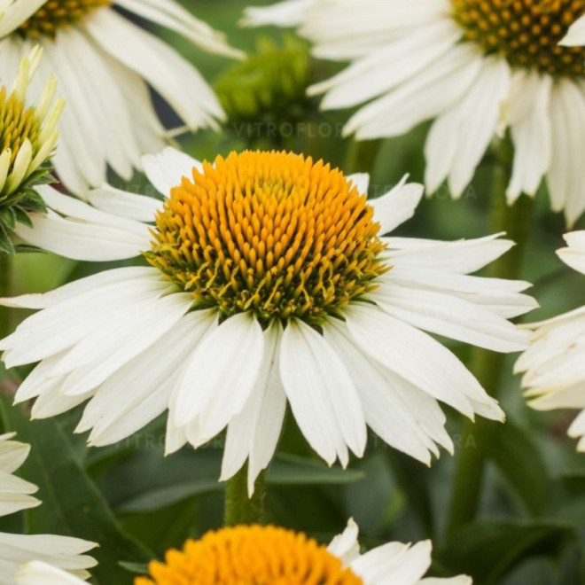 Ežiuolė (Echinacea) 'Meditation White'