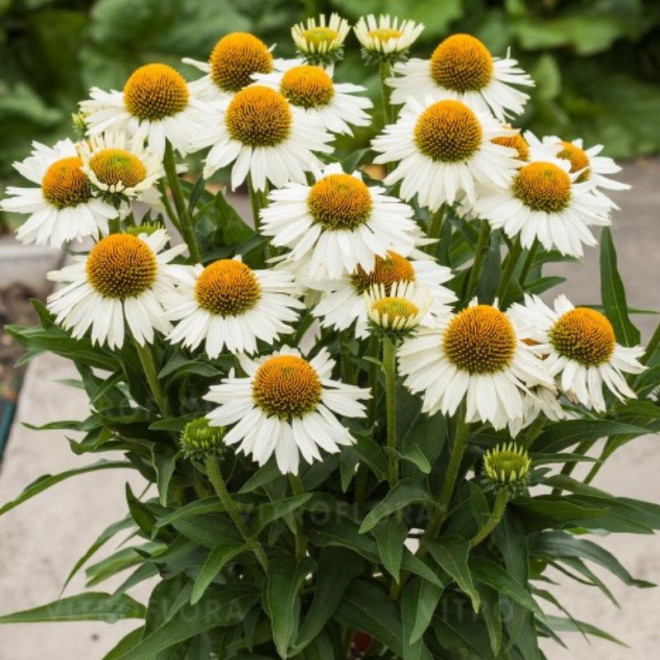Ežiuolė (Echinacea) 'Meditation White'