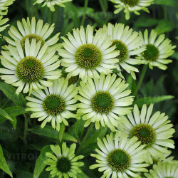 Ežiuolė (Echinacea) 'Green Jewel'