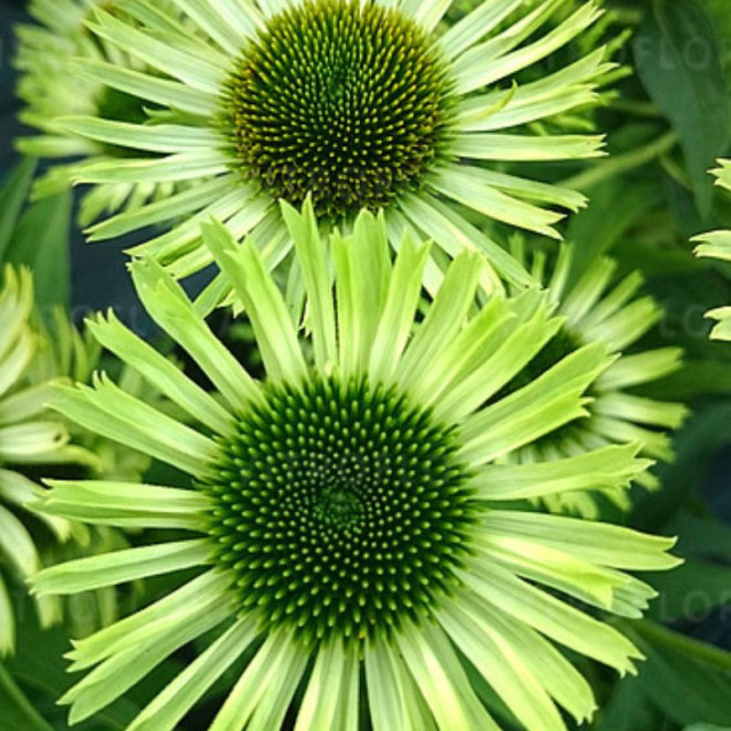 Ežiuolė (Echinacea) 'Green Jewel'