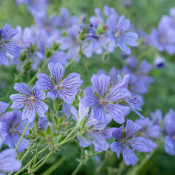 Snaputis renardo  (Geranium renardii) 'Philippe Vapelle'