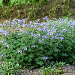 Snaputis renardo  (Geranium renardii) 'Philippe Vapelle'