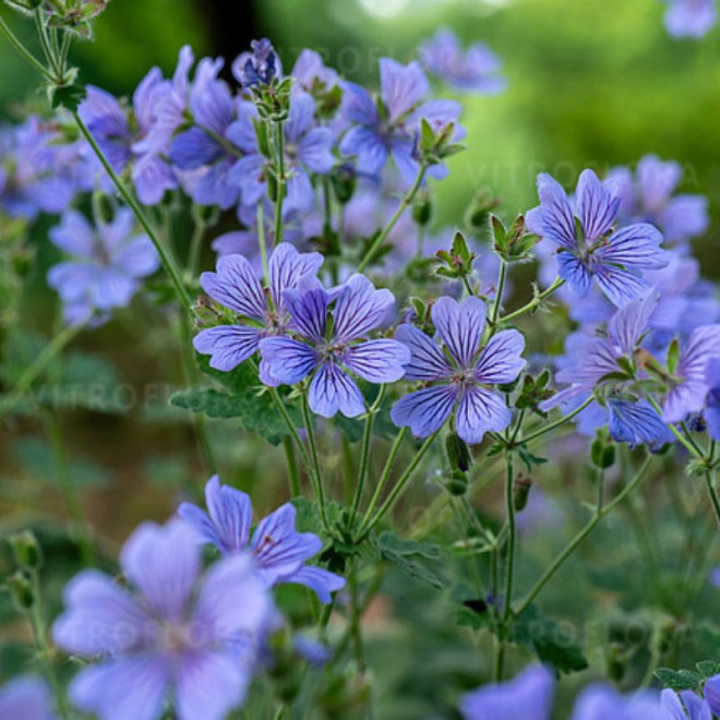 Snaputis renardo  (Geranium renardii) 'Philippe Vapelle'