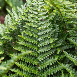 Papartis kelminis (Dryopteris filix-mas) 'Barnesii'