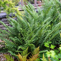 Papartis kelminis (Dryopteris filix-mas) 'Barnesii'