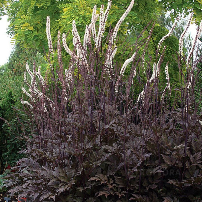 Juodžolė (Actaea simplex) 'Pink Spike'