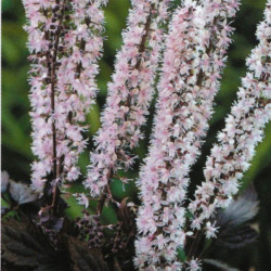 Juodžolė (Actaea simplex) 'Pink Spike'