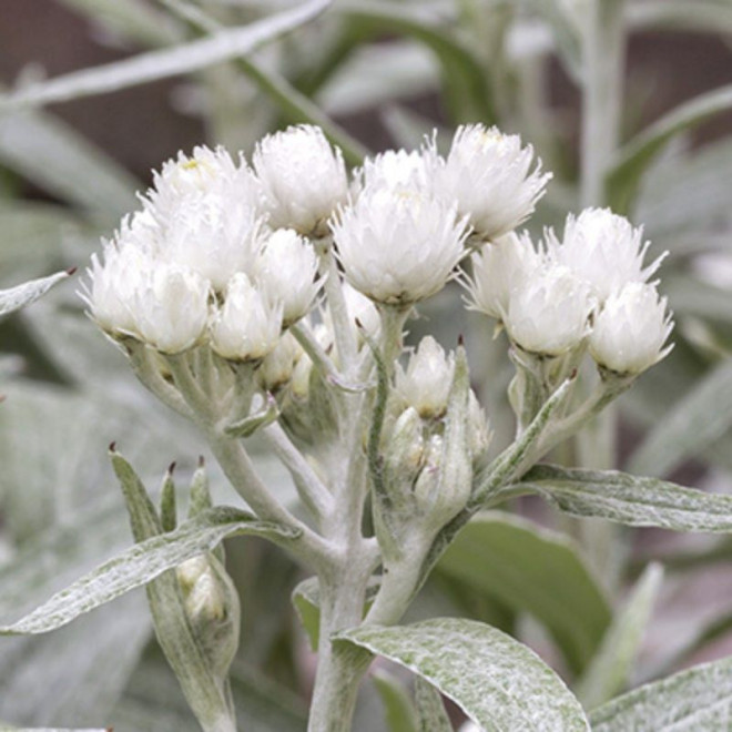 Šlamainis trigyslis (Anaphalis triplinervis) 'Silver Wave'