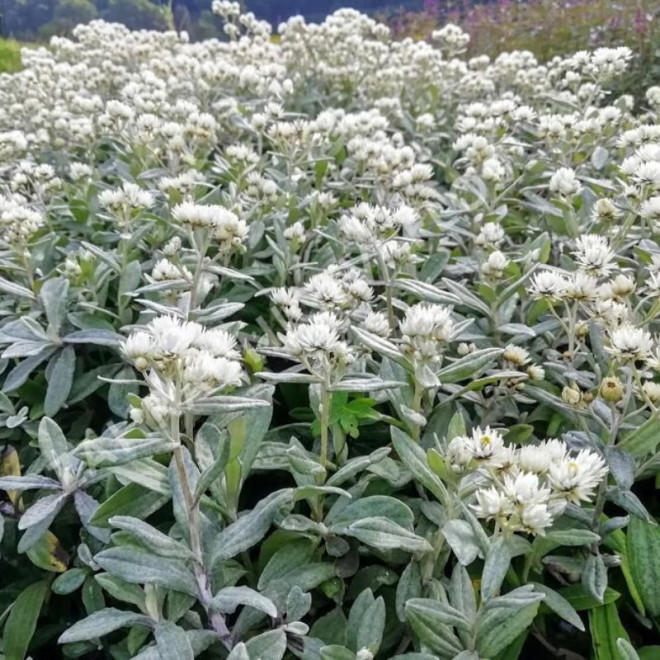 Šlamainis trigyslis (Anaphalis triplinervis) 'Silver Wave'