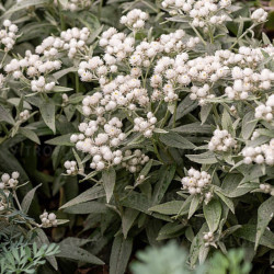 Šlamainis trigyslis (Anaphalis triplinervis) 'Silver Wave'
