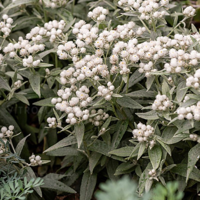 Šlamainis trigyslis (Anaphalis triplinervis) 'Silver Wave'