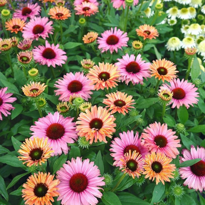 Ežiuolė (Echinacea) 'SunSeekers Rainbow'