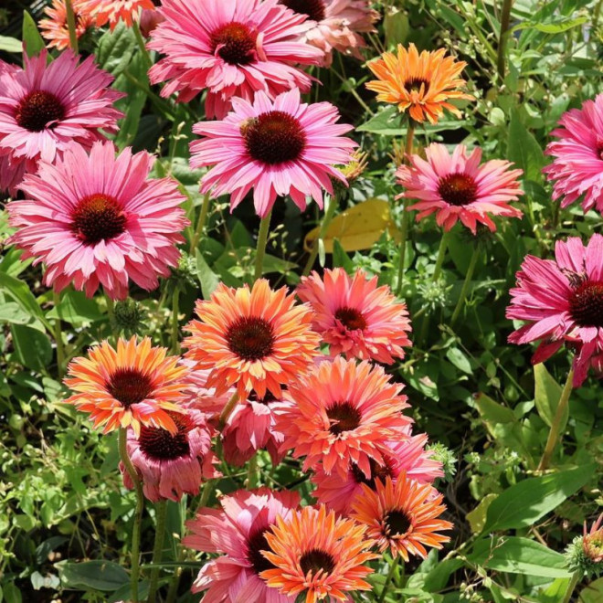 Ežiuolė (Echinacea) 'SunSeekers Rainbow'