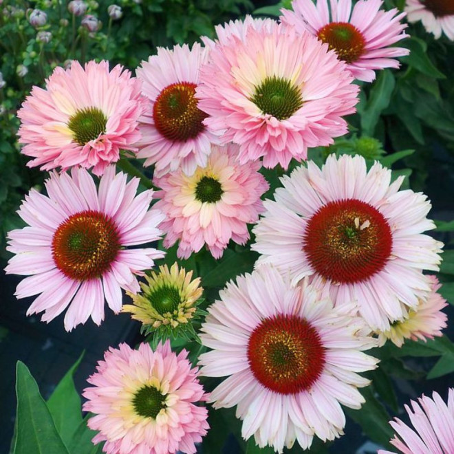 Ežiuolė (Echinacea) 'SunSeekers Salmon'