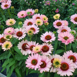 Ežiuolė (Echinacea) 'SunSeekers Salmon'